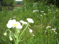 野生化したキク科の花