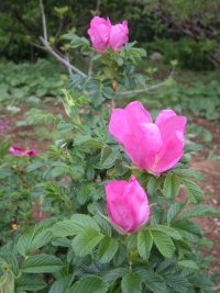 ハマナスの花