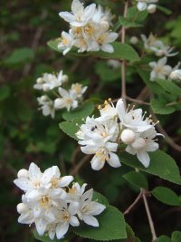 マルバウツギの花