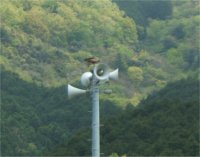 トンビ トンビ