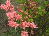 高通山ツツジ 高通山ツツジ