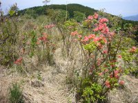 長者ヶ原ツツジ 長者ヶ原ツツジ
