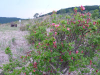 長者原の山ツツジ 長者原の山ツツジ