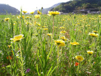 田んぼを使った花畑の状況