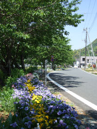 桜の新緑 桜の新緑