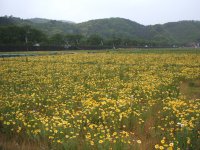 無料花狩り 無料花狩り