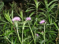 ノアザミの花 ノアザミの花