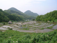 今日の石部棚田