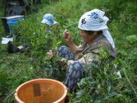 お茶もみ お茶もみ