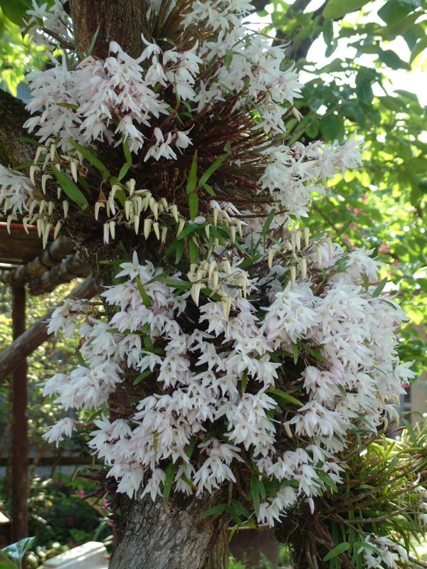 セッコクの花 セッコクの花