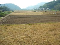 花畑から田んぼへ 花畑から田んぼへ