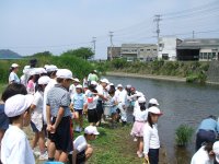 鮎の放流 鮎の放流