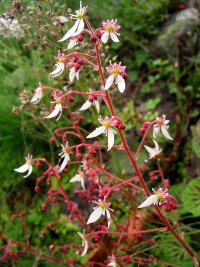 ユキノシタの花 ユキノシタの花