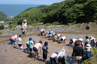 石部棚田の田植え祭り