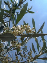オリーブの花 オリーブの花