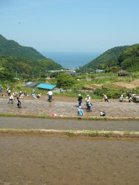 棚田田植え体験