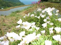 棚田 棚田