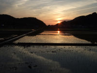 夕焼けの田んぼ 夕焼けの田んぼ