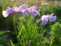 菖蒲 菖蒲