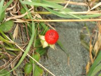 ヘビイチゴ ヘビイチゴ