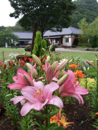 花の三聖苑のユリの花