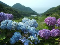 棚田あじさい 棚田あじさい