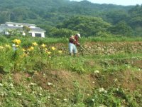 棚田 棚田