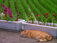 猫の昼寝 猫の昼寝