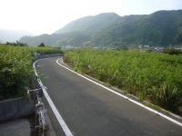 桜葉畑 桜葉畑