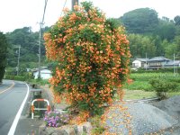 ノウゼンカズラ ノウゼンカズラ