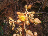 ツチアケビの花 ツチアケビの花