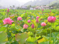 ハスの花 ハスの花