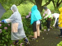 アジサイ剪定 アジサイ剪定