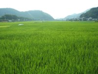 中耕地 中耕地