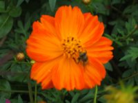 黄花コスモス