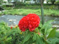 ケイトウの花