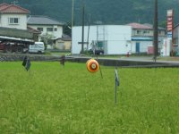 鳥獣よけ