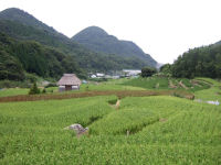 今日の石部棚田 今日の石部棚田