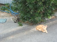 子猫 子猫