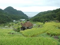 棚田 棚田