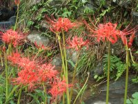 彼岸花 彼岸花