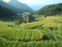 棚田 棚田