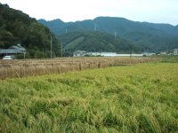 稲刈り 稲刈り