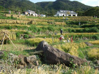 石部棚田の収穫祭