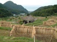 棚田 棚田