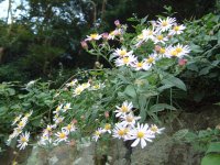 野菊 野菊