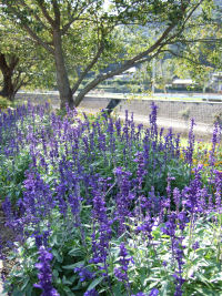 中村サルビアの花 中村サルビアの花