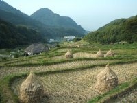 棚田 棚田