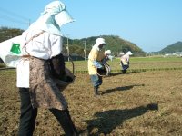 大規模花畑種まき 大規模花畑種まき