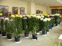 菊花展 菊花展